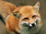 adult black_nose captivity close_up color day eyes_open facing_towards facing_up full_body image mouth_closed muzzle_mark orange_eyes photo red_fox red_fur single sitting still sunny vulpes white_fur white_tail_tip winter_coat zoo // 1280x960 // 270KB