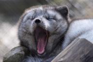 adult arctic_fox day eyes_closed image mouth_open photo single vulpes yawning // 6000x4000 // 7.3MB