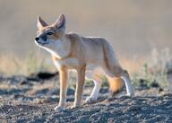 adult black_nose black_tail_tip color day eyes_open facing_side full_body gray_fur image mouth_closed orange_eyes photo single standing stretching summer_coat swift_fox tan_fur vulpes white_fur wild // 3688x2637 // 48MB