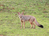 adult bengal_fox black_nose black_tail_tip color day eyes_open facing_towards grass image mouth_closed outdoors photo single standing summer_coat tan_fur vulpes wild // 1024x768 // 305KB