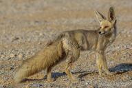 adult black_nose color day desert eyes_open facing_side full_body image mouth_closed orange_eyes photo ruppell's_fox single standing summer_coat sunny tan_fur vulpes walking white_tail_tip wild // 2048x1365 // 1.8MB