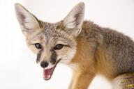 adult black_nose black_tail_tip captivity color eyes_open facing_towards image kit_fox mouth_open orange_eyes panting partial_body photo single standing tan_fur teeth tongue vulpes // 6144x4089 // 1.9MB