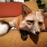 adult black_nose color eyes_open facing_side facing_towards image indoors mouth_closed muzzle_mark on_stomach orange_eyes partial_body pet photo red_fox red_fur single staring vulpes white_fur white_tail_tip winter_coat // 1080x1080 // 149KB