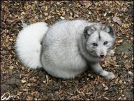 adult arctic_fox captivity day eyes_open fat image photo single vulpes // 604x454 // 318KB