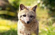 adult black_nose cerdocyon color crab-eating_fox eyes_open facing_towards grass image mouth_closed orange_eyes outdoors partial_body photo portrait single wild // 5635x3674 // 21MB