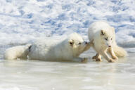 adult arctic_fox black_nose booping color day eyes_open facing_side facing_towards full_body funny image mottled_nose mouth_closed multiple on_stomach orange_eyes outdoors photo pink_nose snow vulpes walking white_fur white_tail_tip wild // 4096x2731 // 1.1MB