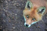 adult black_nose captivity color eyes_open facing_up image mouth_closed no_muzzle_mark orange_eyes partial_body photo portrait red_fox red_fur single staring vulpes white_fur winter_coat zoo // 1528x1012 // 533KB