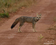 adult black_nose black_tail_tip color day eyes_open facing_towards full_body grass gray_fur hoary_fox image lycalopex mouth_closed orange_eyes outdoors photo single standing tan_fur wild // 2048x1639 // 2.4MB