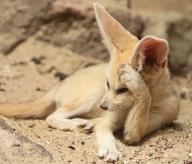 adult captivity day desert eyes_open fennec_fox image photo single tan_fur vulpes // 4032x3464 // 2.1MB