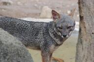 adult black_nose color day eyes_open facing_towards full_body gray_fur image lycalopex mouth_closed orange_eyes outdoors photo sechuran_fox single standing white_fur wild // 1024x683 // 152KB