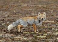 adult black_nose cloudy color day eyes_open facing_towards full_body grass gray_fur image mouth_closed orange_eyes photo single standing staring tan_fur tibetan_fox vulpes walking white_tail_tip wild winter_coat // 1168x845 // 207KB