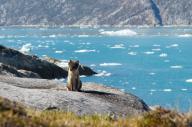 adult arctic_fox day eyes_open image photo single sitting vulpes // 2048x1365 // 607KB