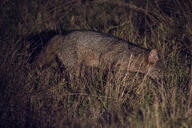 adult black_nose black_tail_tip color eyes_open facing_side full_body grass gray_fur image lycalopex mouth_closed night orange_eyes pampas_fox photo red_fur single standing summer_coat walking wild // 5184x3456 // 10MB