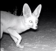 adult black_nose desert eyes_open facing_side facing_towards grayscale image laser_eyes mouth_closed night orange_eyes partial_body photo ruppell's_fox single standing summer_coat tan_fur vulpes walking white_tail_tip wild // 815x739 // 52KB