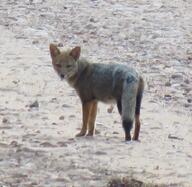 adult black_nose black_tail_tip color day desert eyes_open facing_towards full_body gray_fur image lycalopex mouth_closed orange_eyes pampas_fox photo red_fur single standing staring summer_coat sunny wild // 800x778 // 187KB