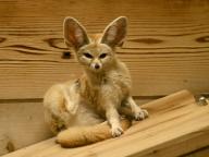 adult eyes_open fennec_fox image photo scratching single tan_fur vulpes // 1024x768 // 113KB