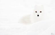 adult arctic_fox black_nose color day eyes_open facing_towards image mouth_closed orange_eyes outdoors photo single snow standing sunny vulpes white_fur wild // 1500x943 // 41KB