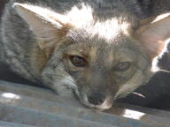 adult black_nose black_tail_tip close_up color curled day eyes_open facing_towards gray_fur image indoors lycalopex mouth_closed orange_eyes pampas_fox partial_body photo portrait red_fur single staring summer_coat sunny wild // 4608x3456 // 6.3MB