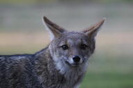 adult black_nose color day eyes_open facing_towards gray_fur hoary_fox image lycalopex mouth_closed orange_eyes outdoors partial_body photo single tan_fur wild // 2048x1365 // 845KB