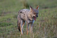 adult black_nose black_tail_tip color day eyes_closed facing_towards full_body grass gray_fur image lycalopex mouth_open pampas_fox photo red_fur single standing summer_coat sunny teeth tongue wild yawning // 1200x800 // 675KB