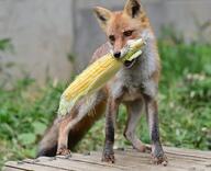 adult black_nose captivity cloudy day eating eyes_open facing_side facing_towards full_body grass holding_something image mouth_open no_muzzle_mark orange_eyes red_fox red_fur single standing summer_coat vulpes white_fur zoo // 2048x1667 // 362KB