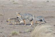 adult black_nose black_tail_tip color day desert eyes_open facing_down facing_side full_body gray_fur image lycalopex mouth_open multiple orange_eyes pampas_fox pawpads photo playing red_fur standing summer_coat sunny teeth walking wild young // 3741x2494 // 1.6MB