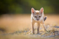 bengal_fox black_nose black_tail_tip color day desert eyes_open facing_towards image mouth_closed outdoors photo single standing summer_coat tan_fur vulpes wild young // 2048x1365 // 1.2MB