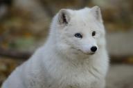 adult arctic_fox black_nose day eyes_open heterochromia image photo single sitting sunny vulpes white_fur // 2560x1707 // 369KB