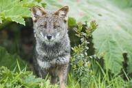 adult black_nose color darwin's_fox day eyes_open facing_towards full_body grass gray_fur image lycalopex mouth_closed orange_eyes photo single standing wild // 2400x1597 // 668KB