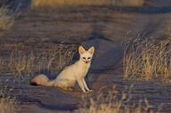 adult black_eyes black_nose black_tail_tip color desert eyes_open facing_towards full_body image mouth_closed pale_fox photo single sitting twilight vulpes white_fur wild // 1600x1060 // 272KB