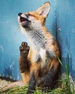 black_nose color day eyes_open facing_side facing_towards full_body grass image mouth_open muzzle_mark orange_eyes pawpads photo red_fox red_fur scratching single sitting summer_coat teeth urban vulpes white_fur white_tail_tip wild young // 1080x1350 // 190KB