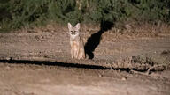 adult bengal_fox black_nose color day desert eyes_open facing_towards image mouth_closed outdoors photo single sitting summer_coat tan_fur vulpes wild // 3935x2213 // 6.2MB