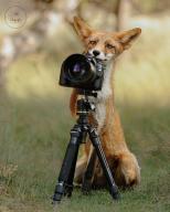 adult day eyes_open image photo red_fox single tagme vulpes // 1125x1396 // 173KB