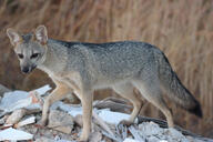 adult black_nose black_tail_tip color day eyes_open facing_towards full_body grass gray_fur hoary_fox image lycalopex mouth_closed orange_eyes outdoors photo single standing tan_fur wild // 5184x3456 // 3.6MB