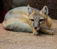 adult black_nose black_tail_tip captivity close_up color curled day eyes_open facing_towards full_body gray_fur image mouth_closed orange_eyes pawpads photo single staring sunny swift_fox tan_fur vulpes white_fur winter_coat zoo // 4017x3431 // 8.4MB