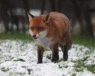 adult black_nose cloudy day eyes_open facing_towards full_body grass image licking mlem mouth_open no_muzzle_mark orange_eyes pawpads red_fox red_fur single snow standing vulpes walking white_fur wild winter_coat // 2756x2205 // 3.9MB