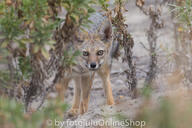 adult black_nose black_tail_tip day desert eyes_open facing_towards full_body gray_fur lycalopex mouth_closed orange_eyes pampas_fox red_fur single standing staring summer_coat sunny wild // 600x400 // 217KB