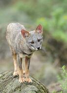 adult black_nose black_tail_tip color day eyes_open facing_towards full_body gray_fur image lycalopex mouth_closed orange_eyes outdoors photo sechuran_fox single standing white_fur wild // 2676x3752 // 1.9MB