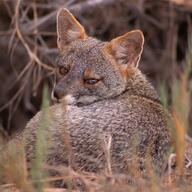 adult black_nose color curled day eyes_open facing_towards full_body gray_fur image lycalopex mouth_closed on_stomach orange_eyes outdoors photo sechuran_fox single sunny white_fur wild // 1080x1080 // 542KB