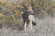 adult black_nose black_tail_tip day eyes_open full_body grass gray_fur lycalopex mouth_closed orange_eyes pampas_fox red_fur single standing summer_coat sunny wild // 600x400 // 273KB