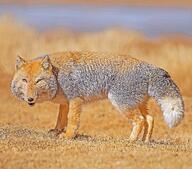 adult black_nose color eyes_open facing_towards full_body grass gray_fur image mouth_open orange_eyes outdoors photo red_fur single standing sunny tibetan_fox vulpes wild // 1261x1107 // 519KB