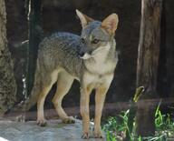 adult black_nose black_tail_tip captivity color day eyes_open facing_towards full_body gray_fur image lycalopex mouth_closed orange_eyes outdoors photo sechuran_fox single standing sunny white_fur zoo // 2048x1654 // 732KB