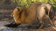 adult black_nose eyes_open facing_side forest full_body image mouth_closed orange_eyes outdoors red_fox red_fur single stretching sunny vulpes white_fur white_tail_tip wild // 2048x1152 // 722KB