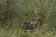 adult black_nose black_tail_tip color day eyes_open facing_towards grass gray_fur image lycalopex mouth_closed orange_eyes pampas_fox partial_body photo red_fur single standing staring summer_coat sunny wild // 1775x1183 // 2.1MB