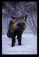 adult black_fur black_nose color cross_fox day eyes_open facing_towards full_body image mouth_closed orange_eyes outdoors photo red_fox single snow standing still vulpes white_fur wild winter_coat // 4032x5905 // 1.7MB