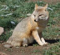 adult black_nose captivity color day eyes_open facing_side facing_towards full_body grass gray_fur image mouth_closed orange_eyes photo single sitting staring swift_fox tan_fur vulpes white_fur winter_coat zoo // 1698x1566 // 1.9MB