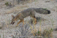 adult black_nose black_tail_tip day desert eyes_open facing_side full_body grass gray_fur lycalopex mouth_open orange_eyes pampas_fox panting red_fur single standing summer_coat sunny teeth tongue walking wild // 600x400 // 313KB