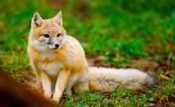 adult black_nose black_tail_tip captivity color day eyes_open facing_towards full_body grass gray_fur image mouth_closed orange_eyes photo single sitting staring swift_fox tan_fur vulpes white_fur winter_coat zoo // 5474x3361 // 2.1MB