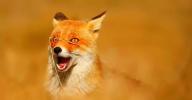 adult black_nose color day eyes_open facing_side grass image mouth_open no_muzzle_mark orange_eyes partial_body photo portrait red_fox red_fur single standing still summer_coat sunny vulpes white_fur wild // 1200x628 // 142KB