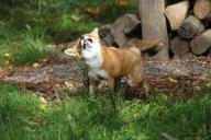 adult black_nose day drill_mode facing_towards grass image mouth_closed no_muzzle_mark photo red_fox red_fur single standing summer_coat sunny teeth vulpes wild // 5184x3456 // 3.4MB